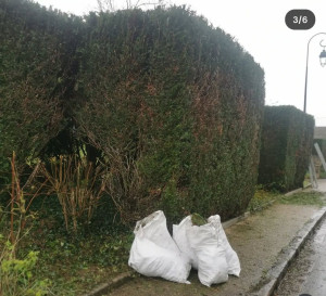 Photo de galerie - Taille de haie