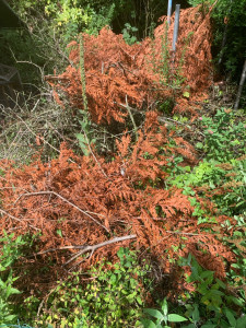 Photo de galerie - Débarras déchet vert 
