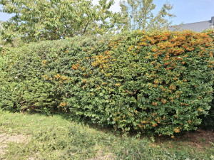 Photo de galerie - Taille de haie après 
