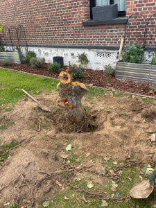 Photo de galerie - Déssouchage pommier 