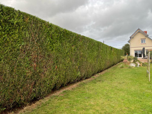 Photo de galerie - Haie de 80m de long et de plus de 3 m de haut 