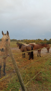 Photo de galerie - Je me suis aussi occupée de chevaux. en remettant du foin et de l’eau. J’ai fait de l’équitation pendant 10ans alors je sortais les chevaux en promenade et sans oublier les soins !