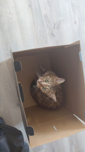 Photo de galerie - Je fais de la garde d'animaux je possède 2 chats, j'ai déjà garderie 1 chien et plus jeunes j'ai eu 8 hamster, 3 lapin, plusieurs poisson, et plusieurs chats