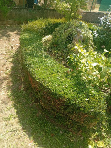 Photo de galerie - Taille de haies et d'arbustes