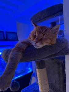 Photo de galerie - Garde chat