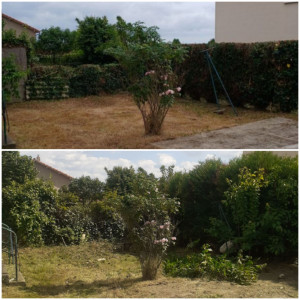 Photo de galerie - Tonte de pelouse - Débroussaillage