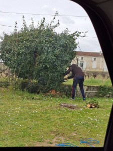 Photo de galerie - Taillage d'un ardre