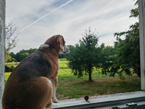 Photo de galerie - Layka qui observe au bord de la fenêtre mon beau jardin 