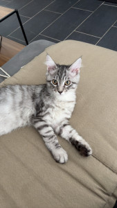 Photo de galerie - Arry, Maine coon chaton