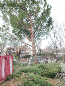 Photo de galerie - Abbatage d'un pins 