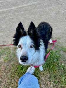 Photo de galerie - Garde chien