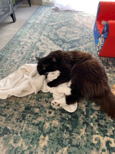 Photo de galerie - Garde de chat chez l’habitant 