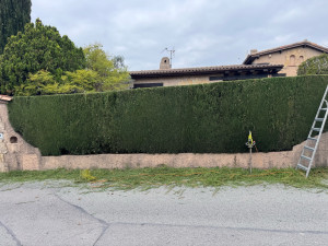 Photo de galerie - Après le taillage de la haie 