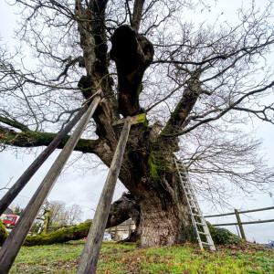 Photo de galerie - Haubanage sur un chêne de 800 ans 