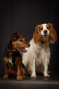 Photo de galerie - Mes deux chiens 