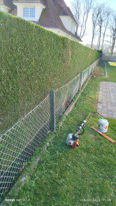 Photo de galerie - Taille de haie 