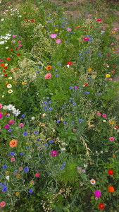 Photo de galerie - Paysagiste - Aménagement du jardin
