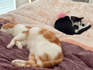 Photo de galerie - Deux adorables petits chats que j’ai pris le temps de garder avec soin. Ils étaient un peu craintifs, et j’ai pourtant réussi à les mettre en confiance. 