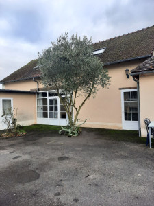 Photo de galerie - Taille d'un olivier 