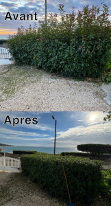 Photo de galerie - Taille de haies et d'arbustes