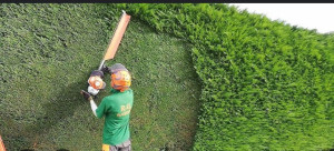 Photo de galerie - Taille de haie 