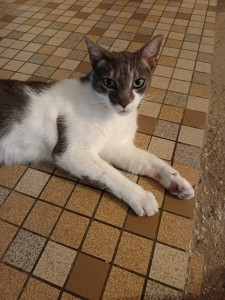 Photo de galerie - Garde chat