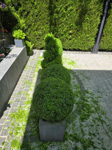 Photo de galerie - Taille de buis en boule et spirale.