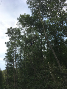 Photo de galerie - Elagage et coupe d'arbres