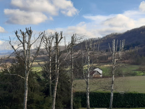 Photo de galerie - Élagage de boulot