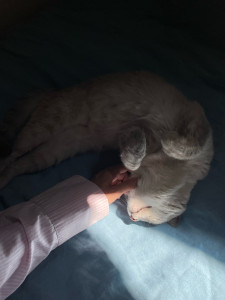 Photo de galerie - Depuis petite, j’ai grandi avec des animaux (chien, chat, lapin…etc) 