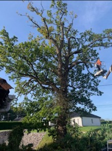 Photo de galerie - Elagage et coupe d'arbres