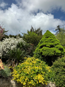 Photo de galerie - Taille arbustes 