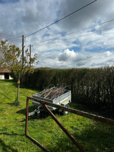 Photo de galerie - Taille de haies et d'arbustes