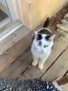 Photo de galerie - Un chat qu’on garde régulièrement 
