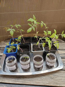 Photo de galerie - J'ai semer des plans de tomates, que je mettrais en pleine terre d'ici une semaine 