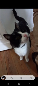 Photo de galerie - Garde chat