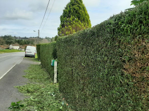 Photo de galerie - Taille d'une haie de thuya 