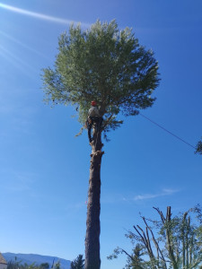 Photo de galerie - Démontage d’un pin