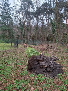 Photo de galerie - AVANT
Arbre tombé suite vent 