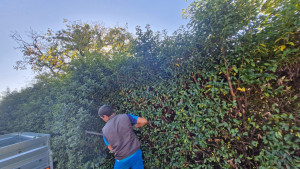 Photo de galerie - Taillage haie