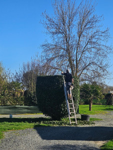 Photo de galerie - Taille de laurier palme.