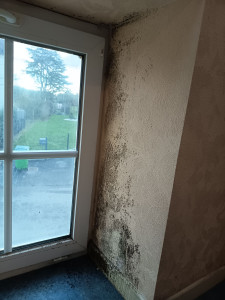 Photo de galerie - Nettoyage d'un mur pris par l'humidité 