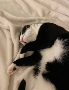 Photo de galerie - Un des chats les plus adorables que j’ai garder !