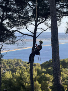Photo de galerie - élagage pins de 18 mètres