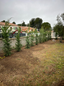 Photo de galerie - Plantation de cyprès à Ensues la redonne 