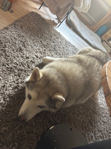 Photo de galerie - J’ai gardé se husky 3 semaine 