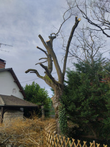 Photo de galerie - élagage 