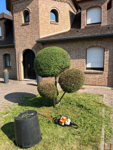 Photo de galerie - Taille de chèvrefeuille