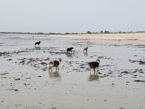 Photo de galerie - Garde animaux