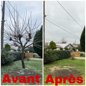 Photo de galerie - Abattage d'arbre 